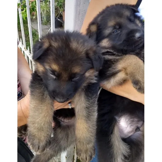 Ovejero Aleman  Cachorros