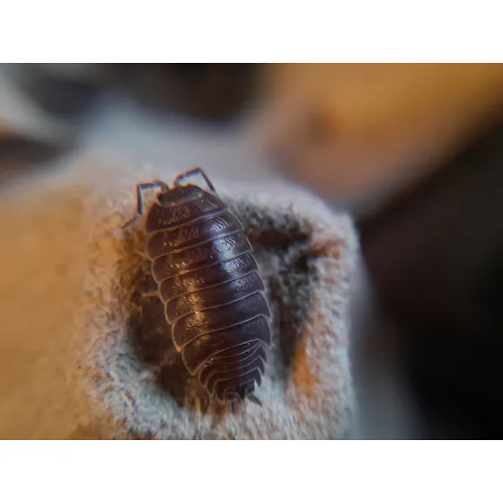 Isópodo Porcellio Laevis. Chanchito De Tierra Clean Up Crew