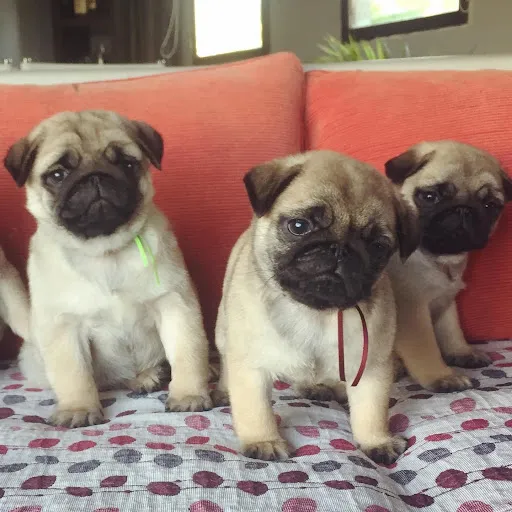 Pug Cachorros En Stgo