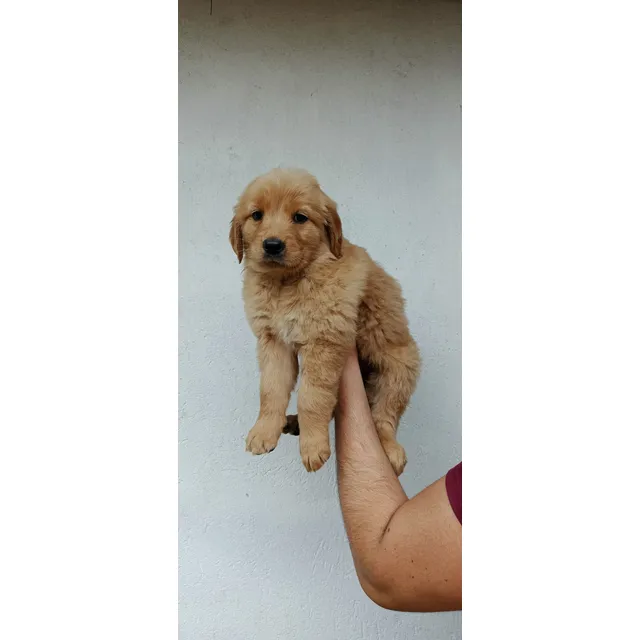 Golden Retriever Puros Garantizados