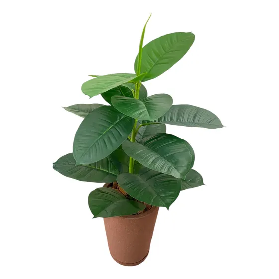 Árvore Planta Fícus Lyrata Com Vaso Argila Casca Completa