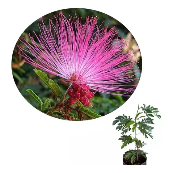 Plantin Calliandra Bravipens Peluquín Rosa De 30-40cm