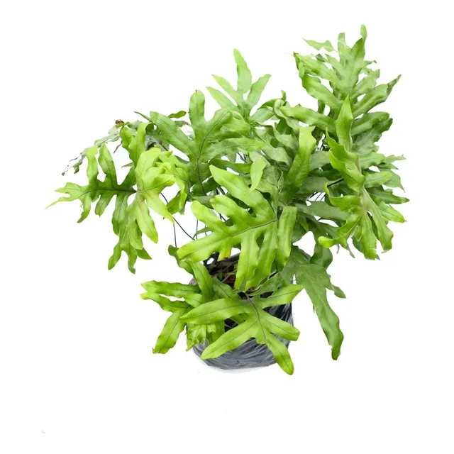 Helecho Calaguala Planta De Interior Polypodium Exótico 