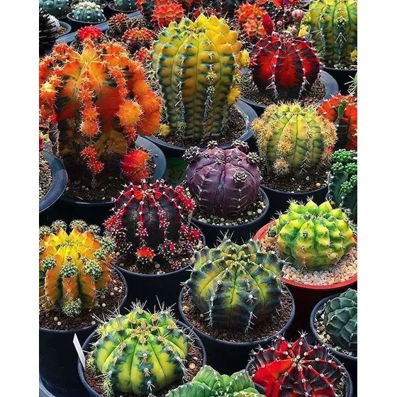 50 Semillas De Cactus Surtido 