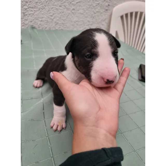 Cachorro Bullterrier Macho Perross Co