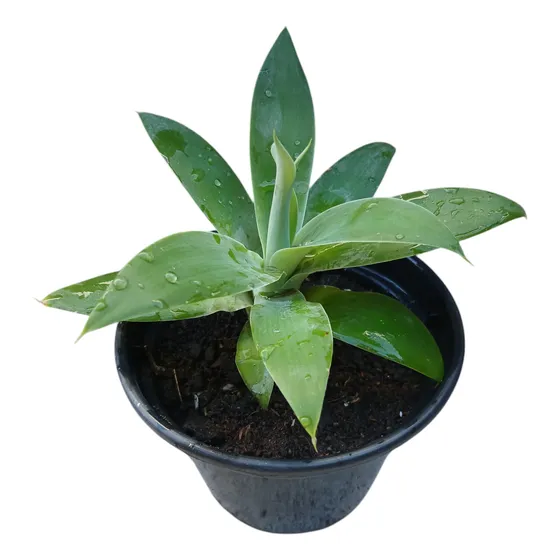 Planta Ágave Attenuata, Ágave Del Dragón Ó Cuello De Cisne