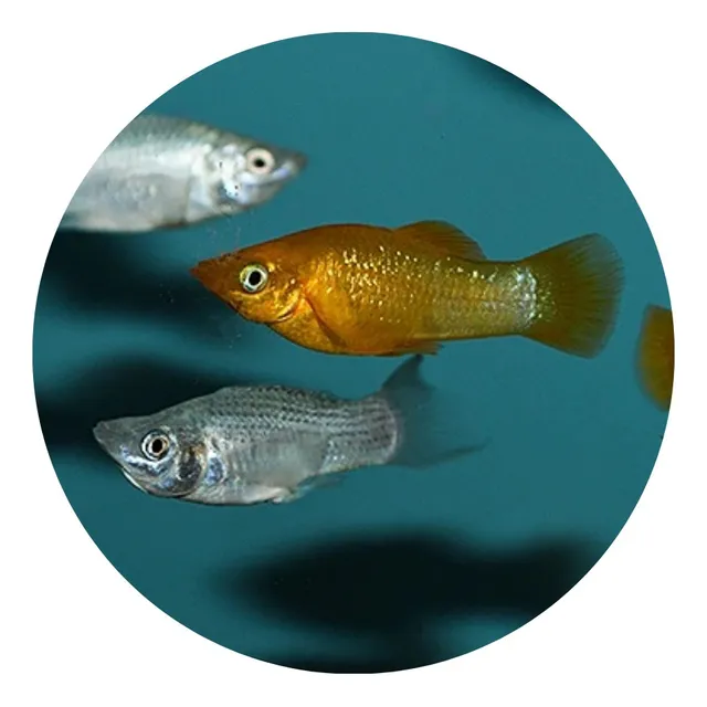 Pez Molly Acuario Tropical Agua Dulce Peces Acuario X1