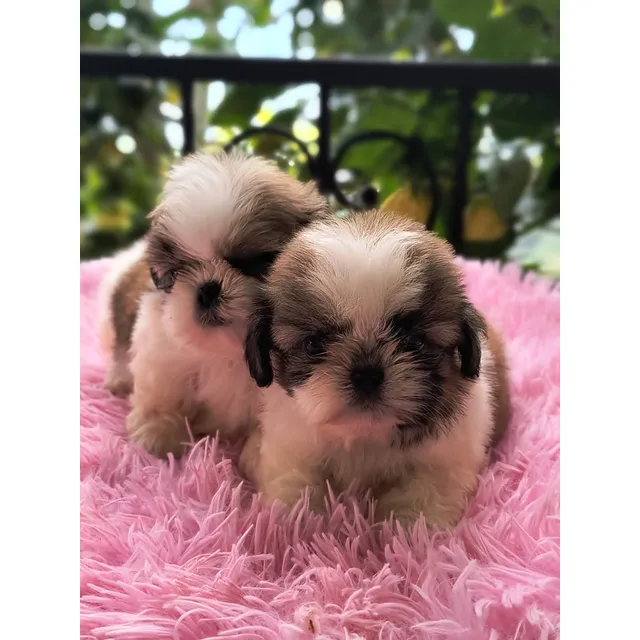 Venta Cachorro Shitzu Mini Toy Medellin Shih Tzu Cali Bogota