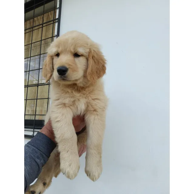 Cachorros Golden Retriever Macho Y Hembra Pelaje Largo