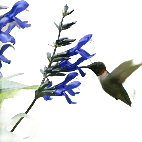 Salvia Guaranitica Colores - Colilbries Y Mariposas A Full