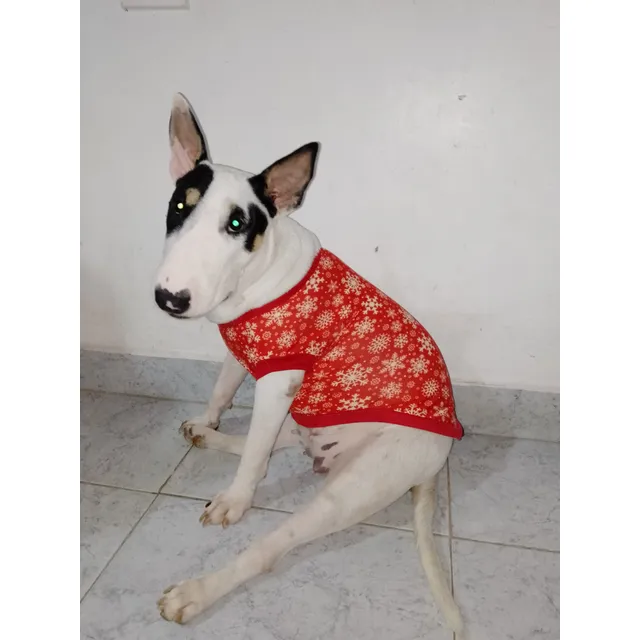 Bull Terrier