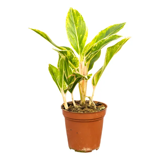 Aglaonema Creta - Estilo Para Interiores En Oferta P17