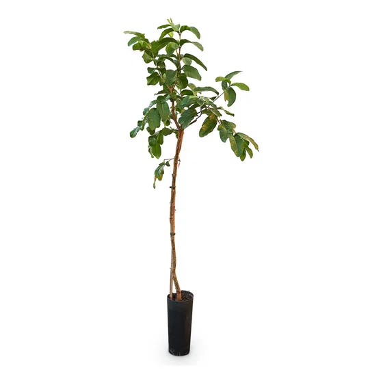 Lima Tahiti - 1.5 Mts. Vivero Hab.x Senasa E.gratis Caba-gba