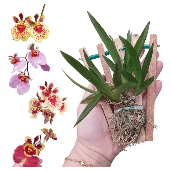Orquidea Kit Oncidium Equitante Tolumnia C.5 Und  * Adulta *