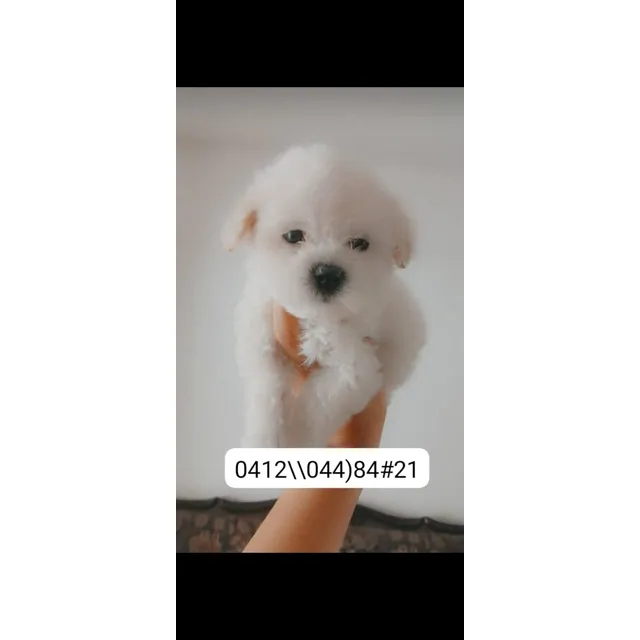 Poodle Hermosos Y Otras Razas Más Información En La Imagen