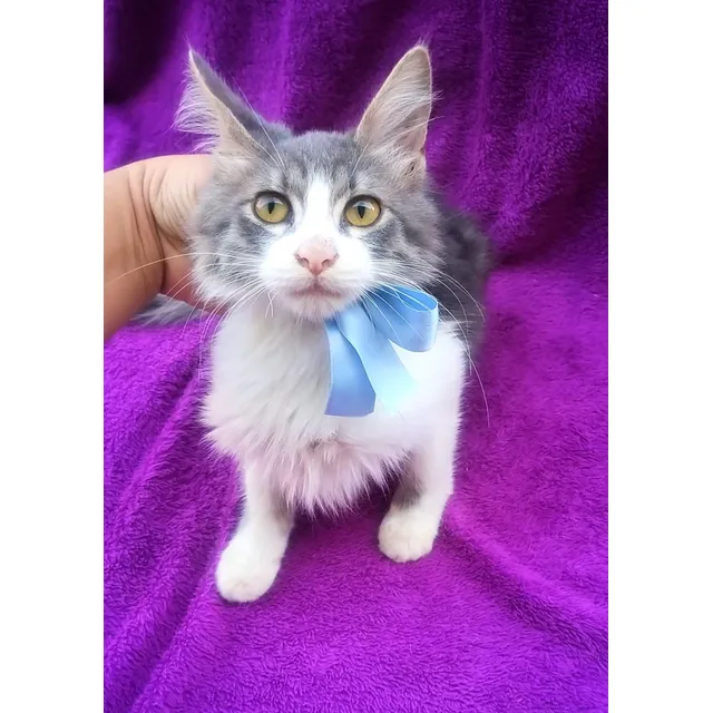 Gatito Siberiano Hipoalergénico Ef320mil Fotos Reales!!