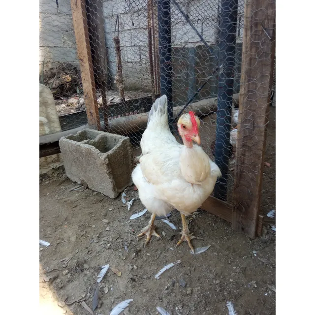Gallina 