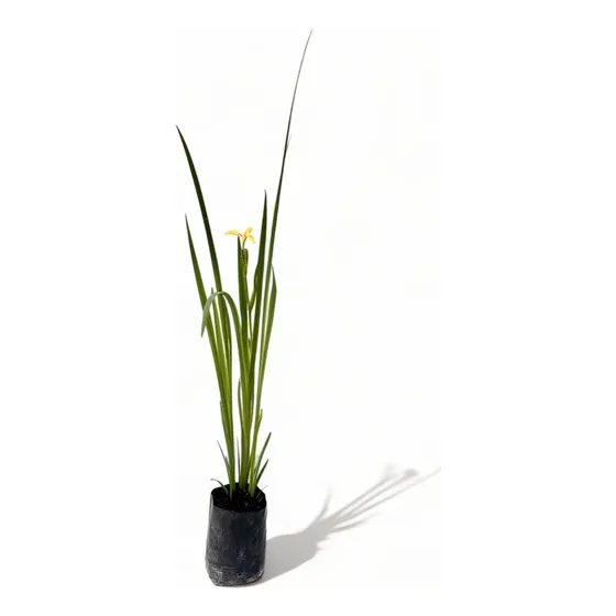 Lirio Acuático / Iris Pseudoacorus / Lirio Amarillo