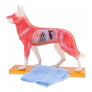 Modelo De Acupuntura Para Perros Con 72 Puntos De Acupuntura Modelo De Acupuntura Para Perros Con 72 Puntos De Acupuntura
