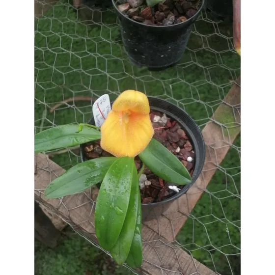 Plantas Orquídeas Miniatura 