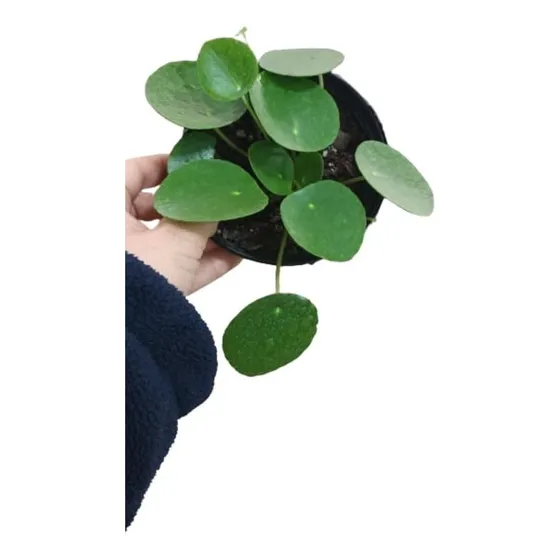 Pilea Peperomioides - Planta China Del Dinero - #fengshui