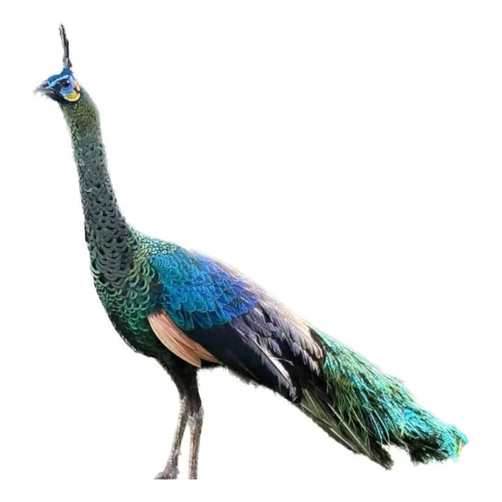 Pavão Verde De Java Excelente Linhagem Casal  !