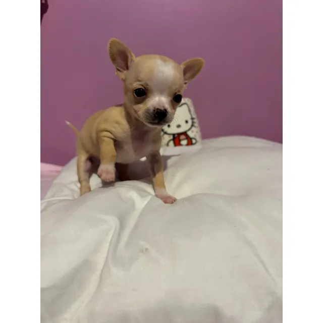 Chihuahuas Mini Toy Recién Nacidos