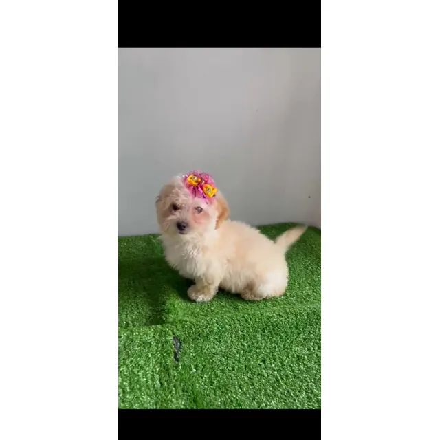 Cachorra