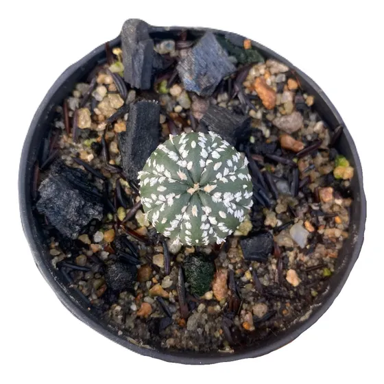 Muda Pequena De Cacto Astrophytum Super Kabuto Tailandia