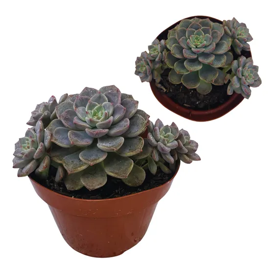 Suculenta Echeveria Tinkerbell Muda Pt11 Plantas Naturais