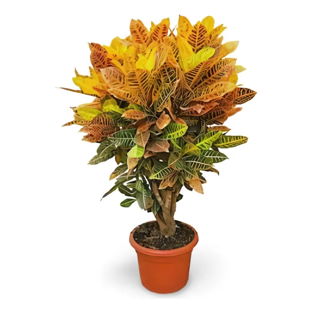La Planta De Croto