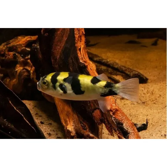 Peixe Baiacu Amazônico  -aquário- Água Doce