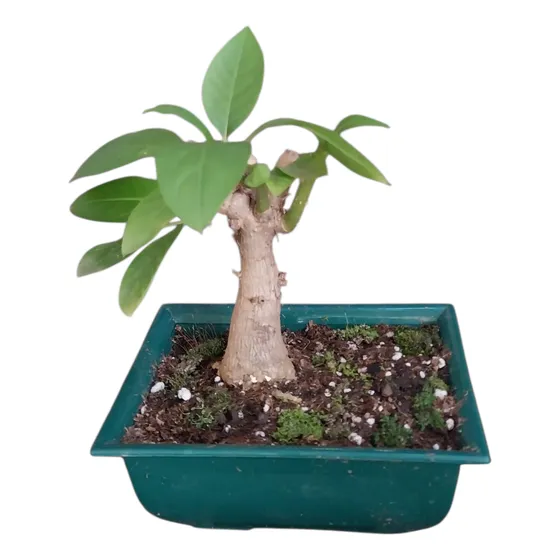 Ombú Bonsai 24 Cm - Árbol En Maceta