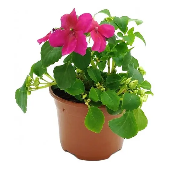 Plantas De Alegria Simple Mix De Colores, Bandeja De 21 Plan
