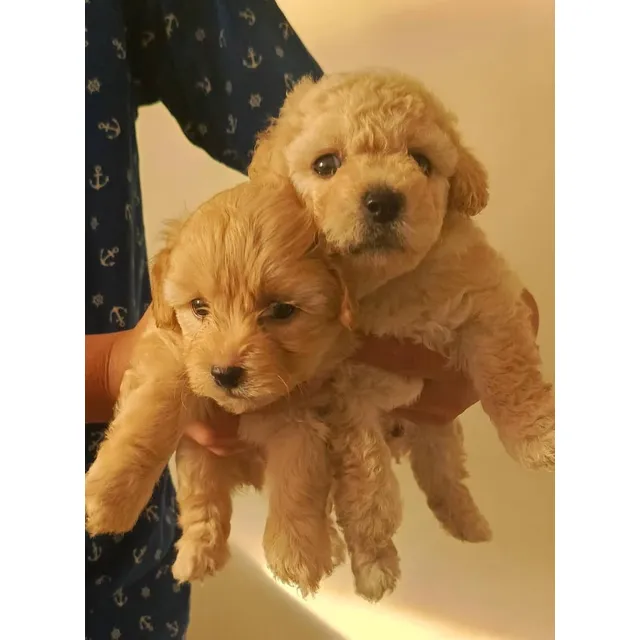 Cachorros Poodle Mini Toys Pequeños Patas Cortas