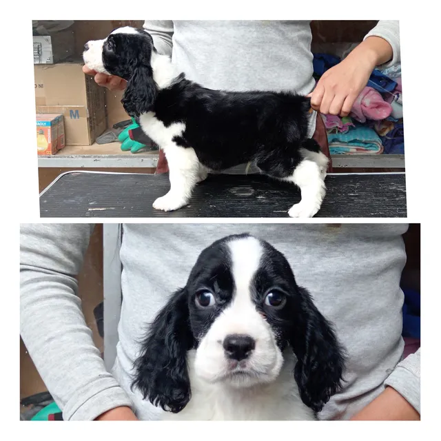Springer Spaniel. Ingles
