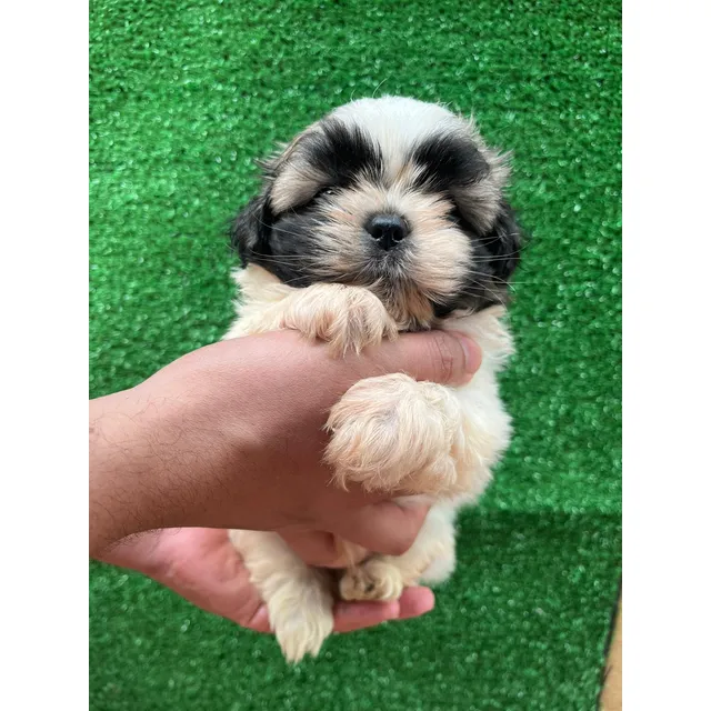 Shihtzu Cachorros Padres Importados Con Certificado Pedigre
