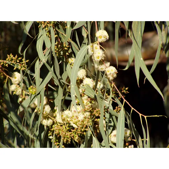 Eucalipto Colorado O Rostrata De 150-180 Cm - Vivero Kirken