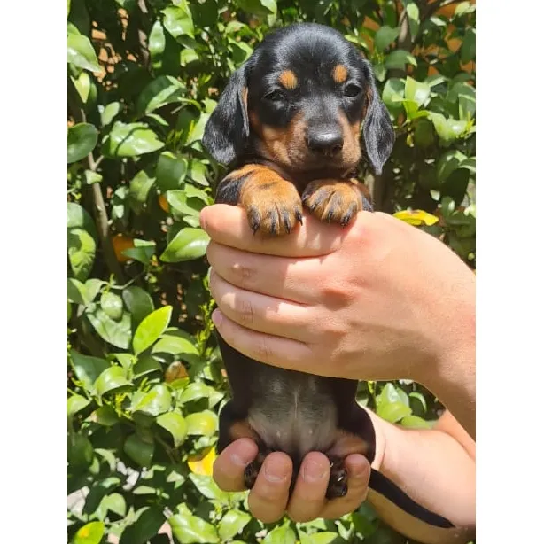 Cachorros Salchichas.