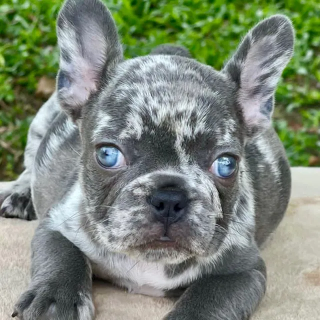Bulldog Frances Exoticos Blue Y Merle Medellin Cali Bogota