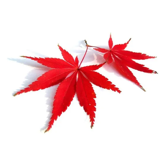 Arbol De Acer Japonico Cambia De Color Según La Estacion
