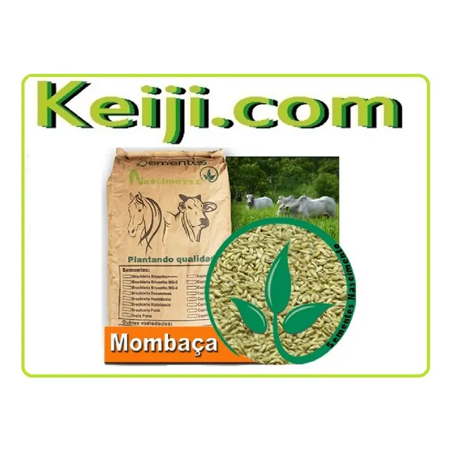 Semillas De Pasto Mombasa Para Formar Pasto