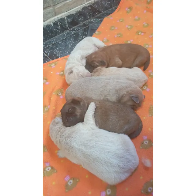 Cachorros Chow Chow  Padres A La Vista Blanco
