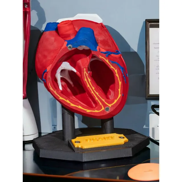 Modelo Anatómico Corazón Educativo Impreso 3d 2