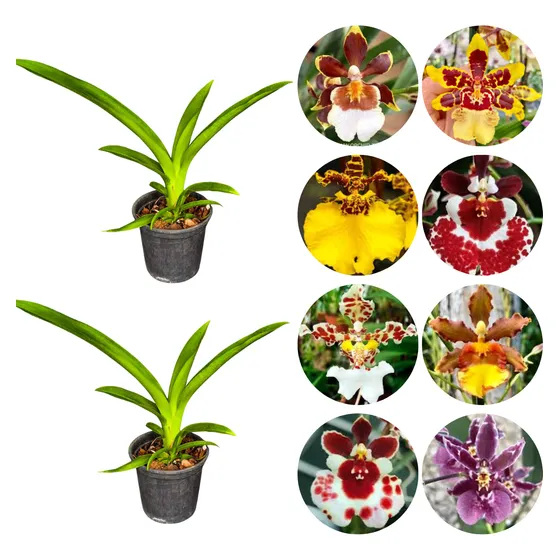 Mudas De Orquidea Oncidium  Kit C/8 Importada