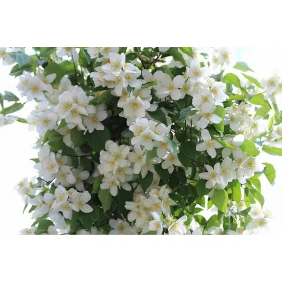 Flor De Ángel  ( Philadelphus Grandiflorus  )