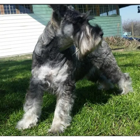 Schnauzer Miniatura Hermosos!!
