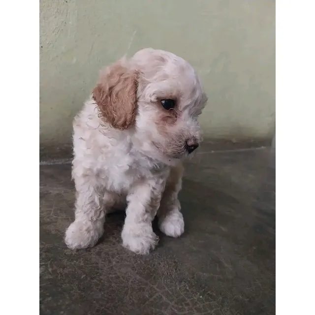 Cachorros Poodles