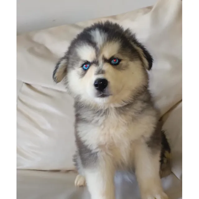 Cachorro Husky Siberiano.
