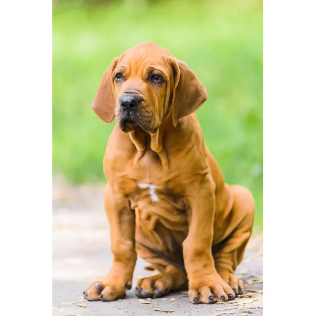 Perros Fila Brasileiro Cachorros Línea De Registro Ckc